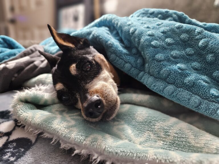 Hospice Foster | Gracie Mae