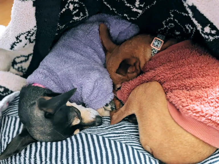 Things We Do To Keep The Dogs Warm During Winter