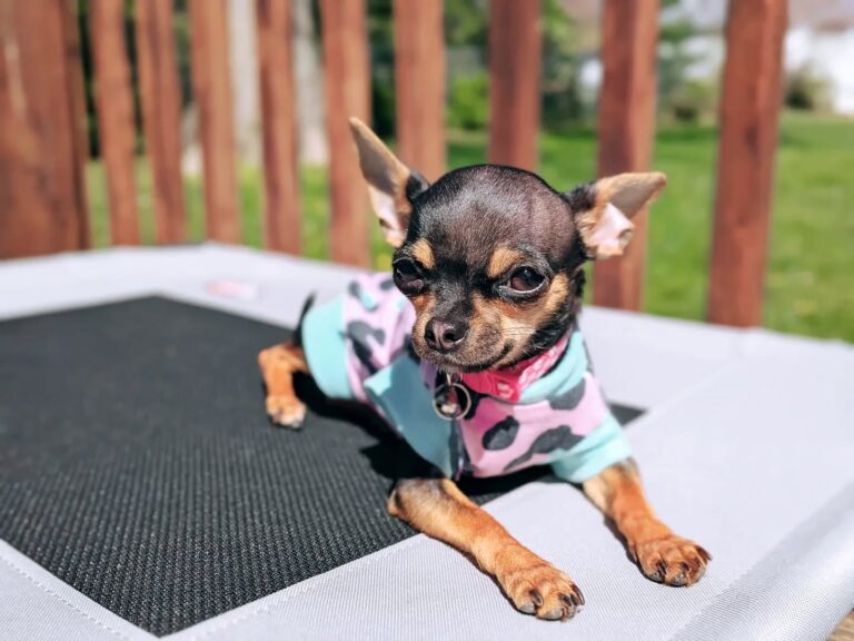 Amazon Finds | Clothes for Tiny Dogs