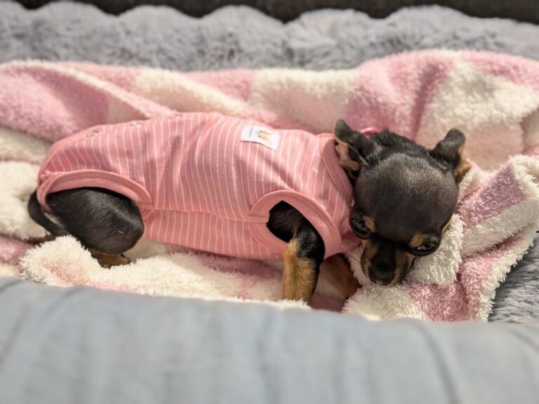 Betty’s Spay Surgery