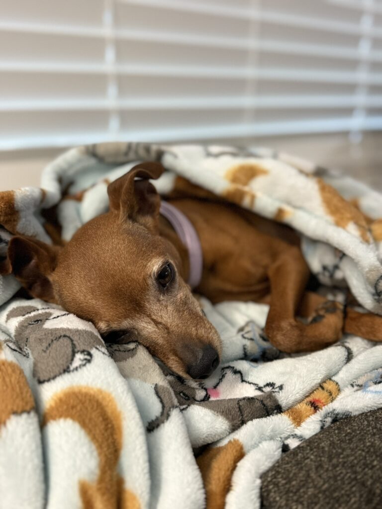 Polly Had to Go to the Emergency Vet