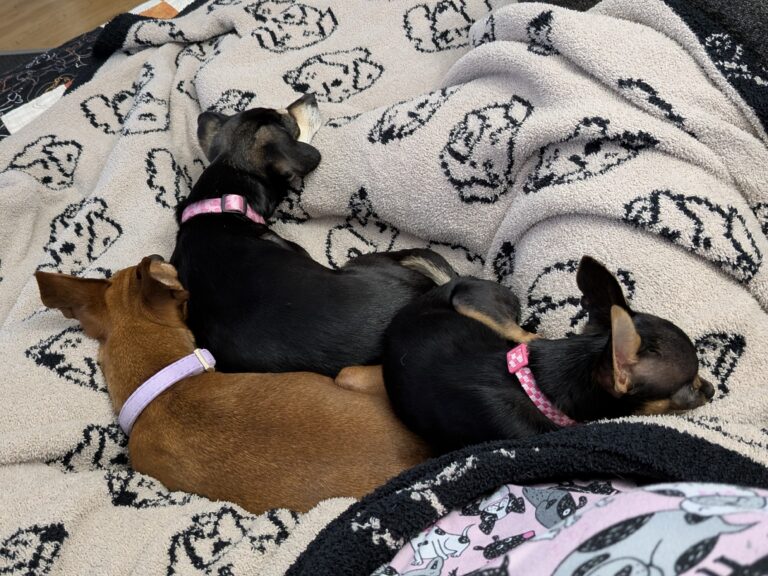 A Quick Pupdate / 03
