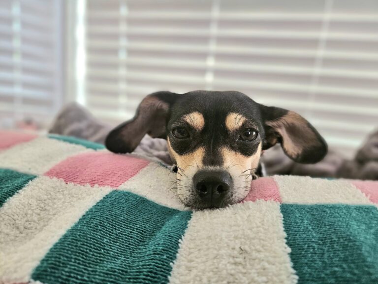 Elsie Jane’s Adoption Story