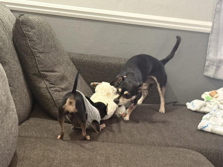 Elsie & Betty Play