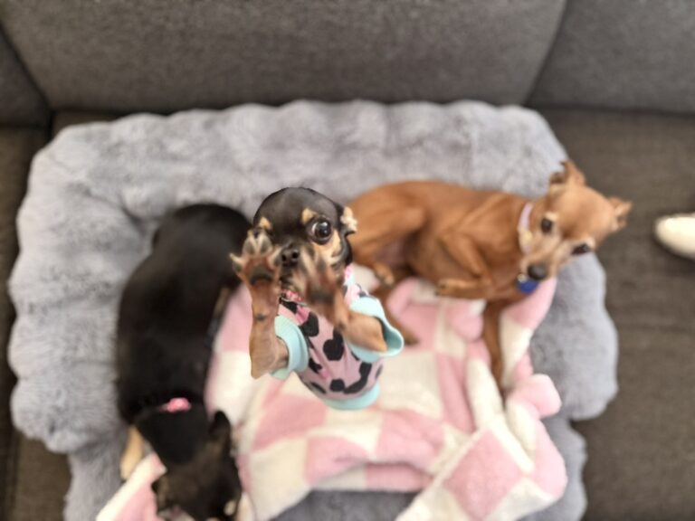How to Prepare 4 Dogs for a Successful Road Trip